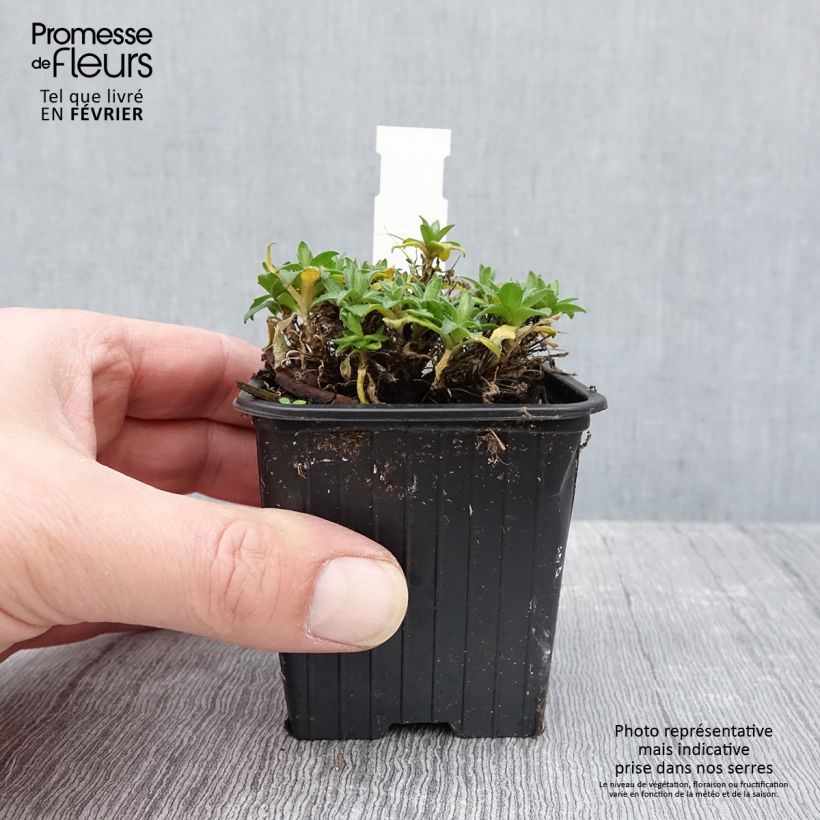 Amostra de Aubriète Florado Rose-Red - Aubrieta gracilis Vaso de 8/9 cm tal como entregue no inverno