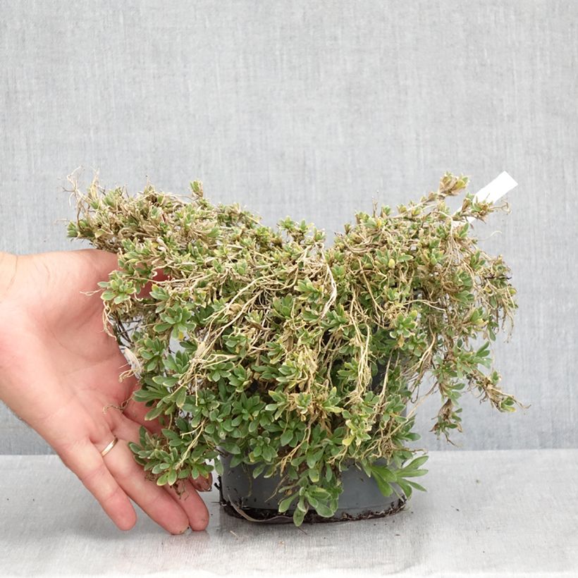 Amostra de Aubrecia Rose Vaso de 2 L/3 L tal como entregue no verão