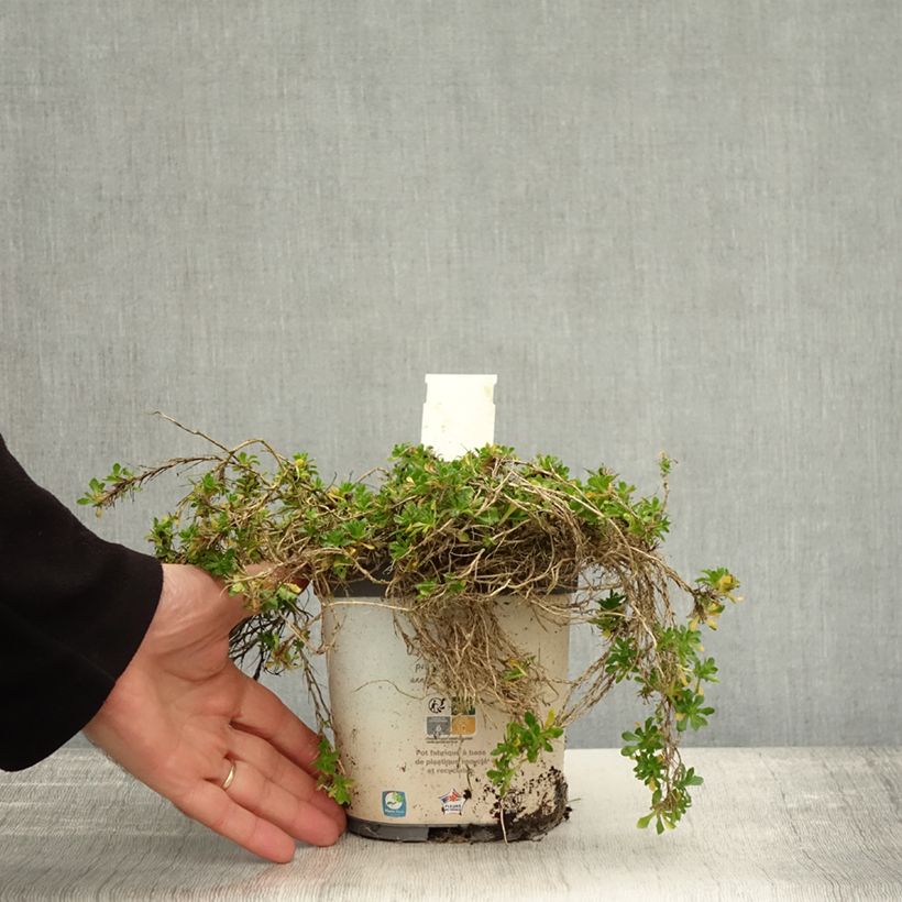 Amostra de Aubrecia Kitte White Vaso de 2 L/3 L tal como entregue no outono