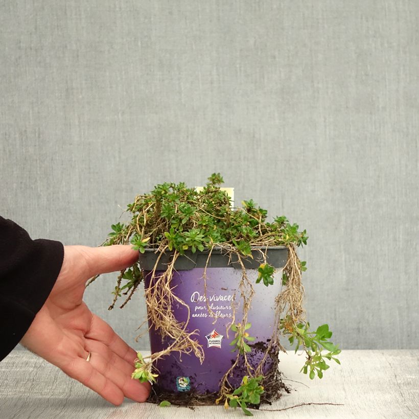 Amostra de Aubrecia Kitte® Azul Vaso de 2 L/3 L tal como entregue no outono