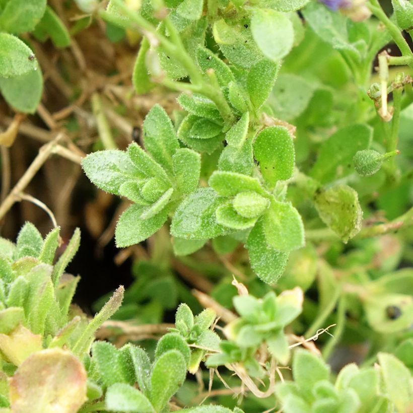 Aubrecia Kitte® Azul (Folhagem)