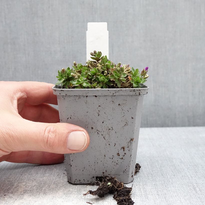 Amostra de Aubrecia Kitte® Azul Vaso de 8/9 cm tal como entregue no inverno