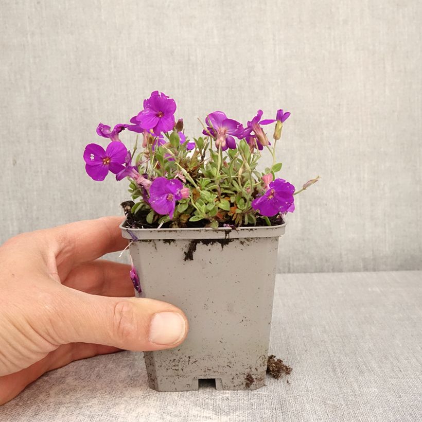Amostra de Aubrecia Kitte® Azul Vaso de 8/9 cm tal como entregue na primavera