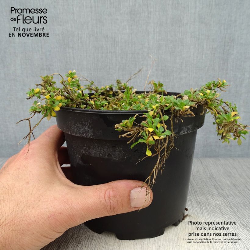 Amostra de Aubrecia  Cascade Red Vaso de 2 L/3 L tal como entregue no outono