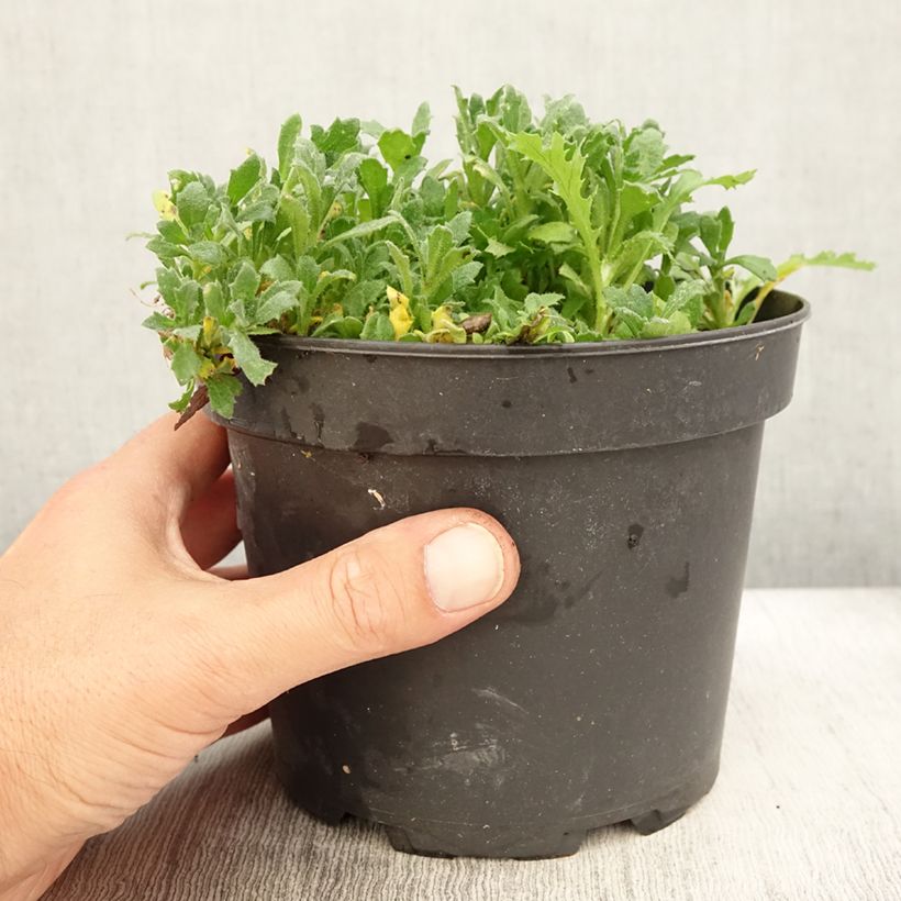 Amostra de Aubrecia  Cascade Red Vaso de 2 L/3 L tal como entregue no verão