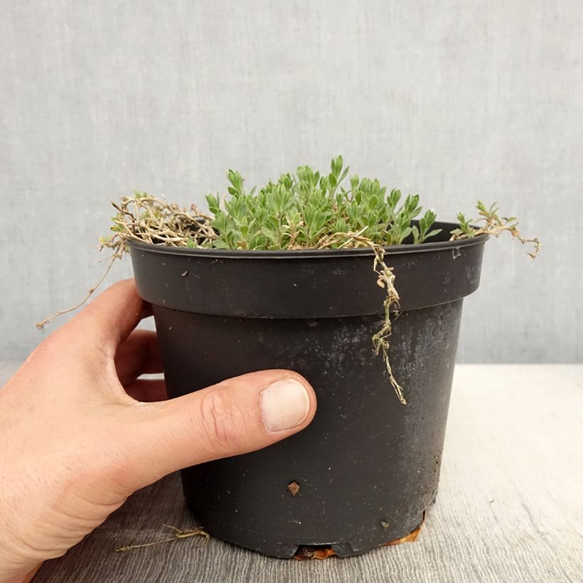 Amostra de Aubrecia  Cascade Red Vaso de 2 L/3 L tal como entregue na primavera