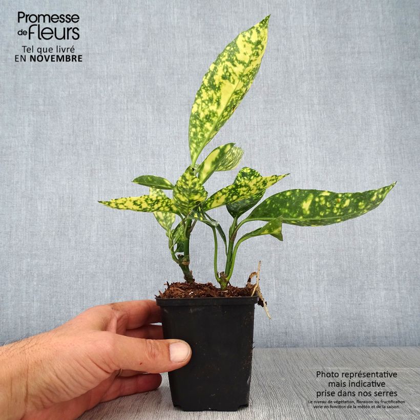 Amostra de Aucuba japonica Crotonifolia Vaso de 8/9 cm tal como entregue no outono