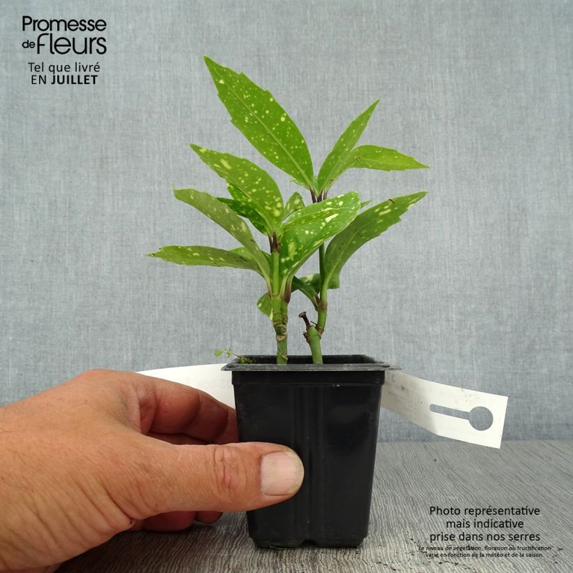 Amostra de Aucuba japonica Crotonifolia Vaso de 8/9 cm tal como entregue no verão