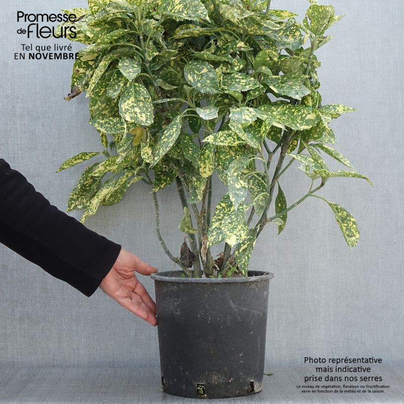 Amostra de Aucuba japonica Crotonifolia Vaso de 7,5 L/10 L tal como entregue no outono