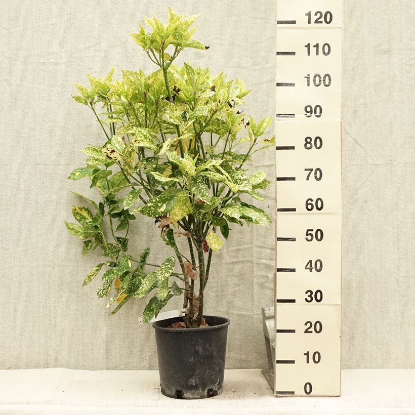 Amostra de Aucuba japonica Crotonifolia Vaso de 7,5 L/10 L tal como entregue no verão