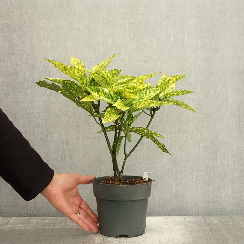 Amostra de Aucuba japonica Golden King Vaso de 2 L/3 L tal como entregue no outono