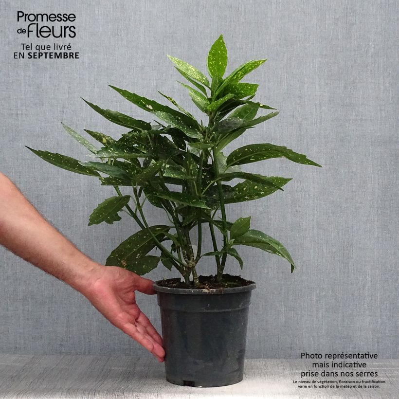 Amostra de Aucuba japonica Vaso de 3 L/4 L tal como entregue no outono