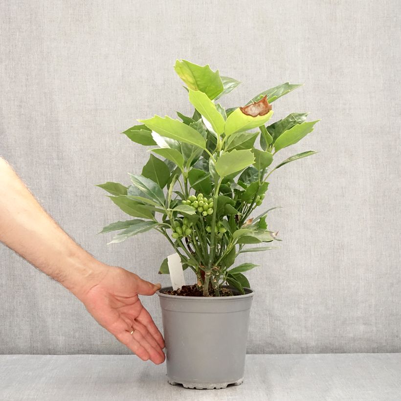Amostra de Aucuba japonica Rozannie Vaso de 2 L/3 L tal como entregue no verão