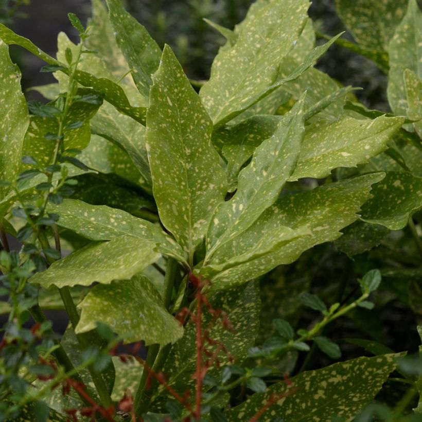 Aucuba japonica Variegata (Folhagem)