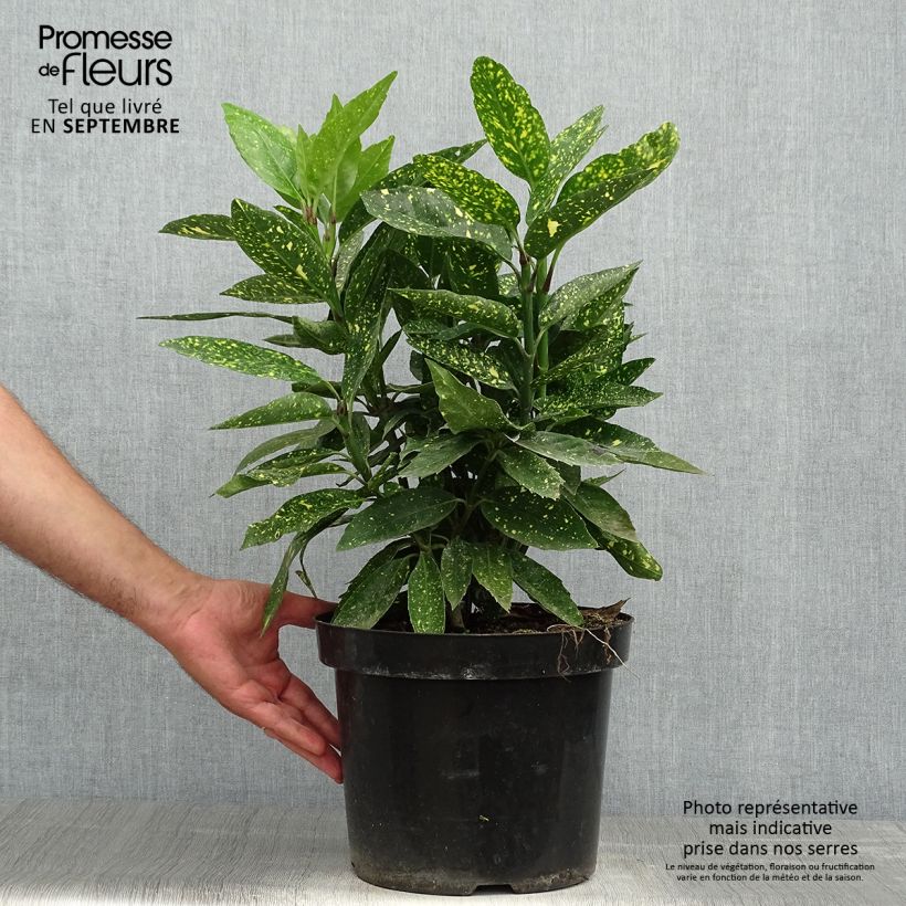 Amostra de Aucuba japonica Variegata Vaso de 7,5 L/10 L tal como entregue no outono