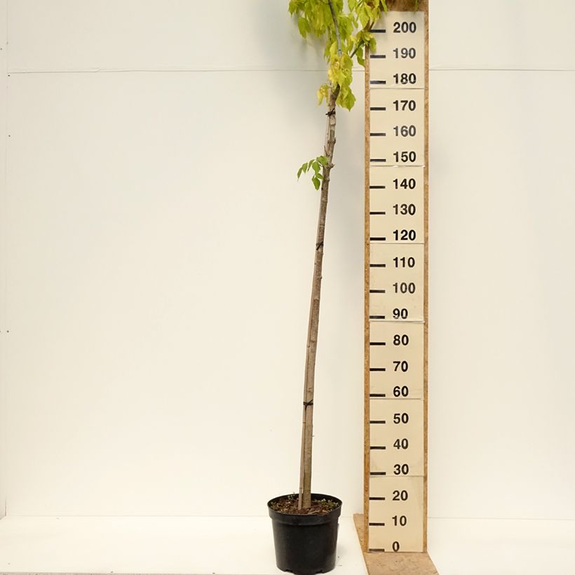 Amostra de Aulne blanc - Alnus incana Monstrosa Pot de 12L/15L tal como entregue na primavera