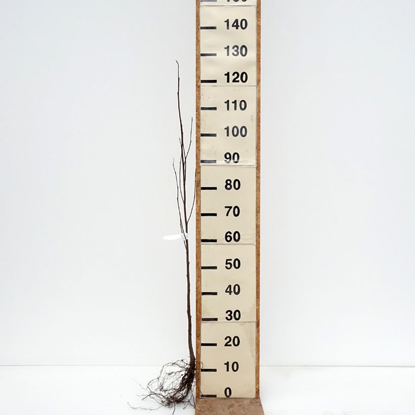 Amostra de Alnus incana Raízes nuas tal como entregue no inverno