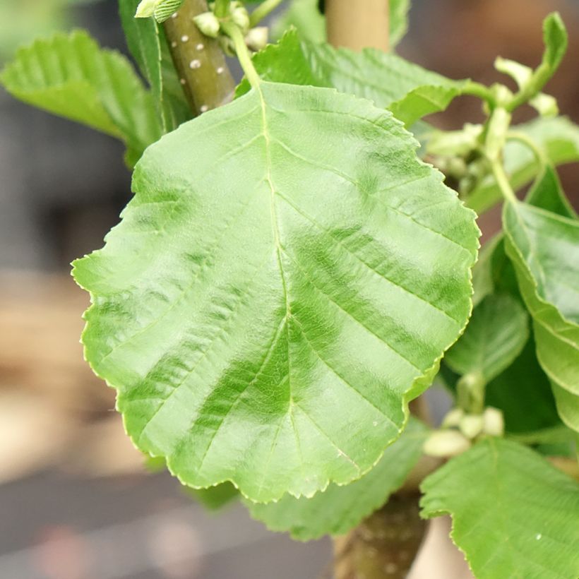 Alnus glutinosa Greenwood (Folhagem)