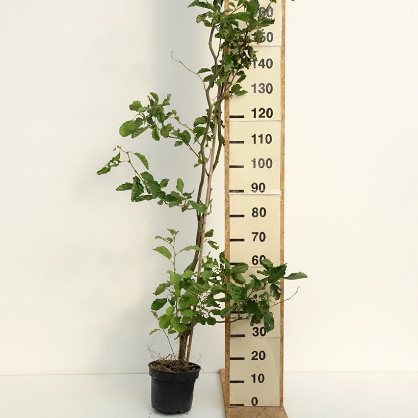 Amostra de Alnus glutinosa Greenwood Vaso de 4 L/5 L tal como entregue no verão