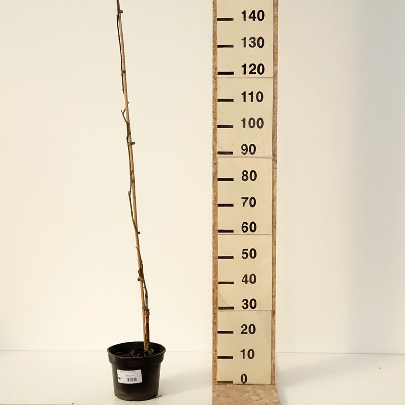 Amostra de Alnus glutinosa Greenwood Vaso de 4 L/5 L tal como entregue no inverno