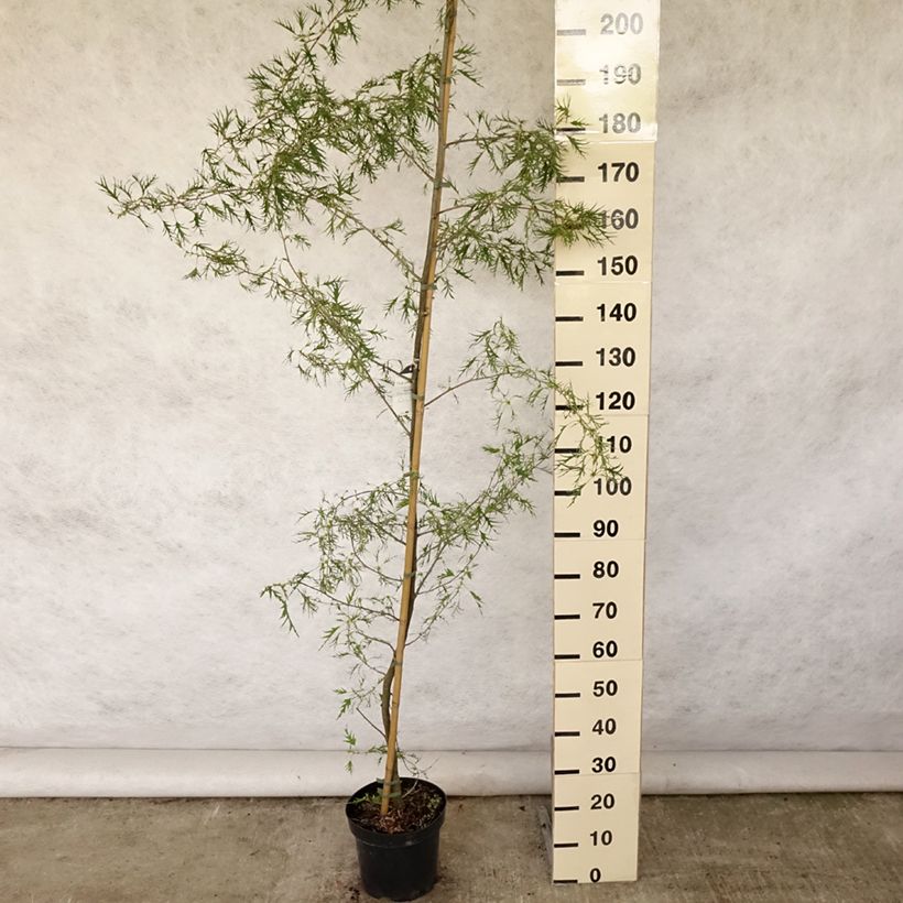 Amostra de Alnus glutinosa Imperialis Vaso de 7,5 L/10 L tal como entregue no verão