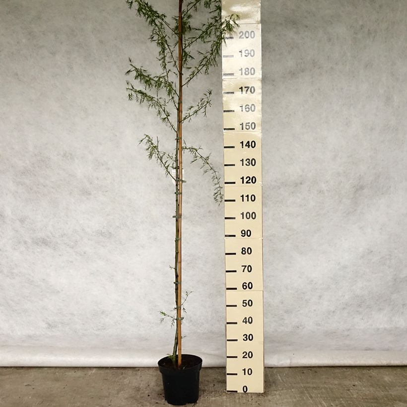 Amostra de Alnus glutinosa Imperialis Vaso de 7,5 L/10 L tal como entregue na primavera