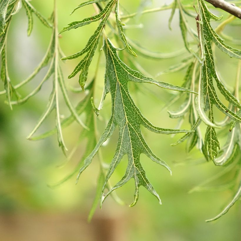 Alnus glutinosa Imperialis (Folhagem)