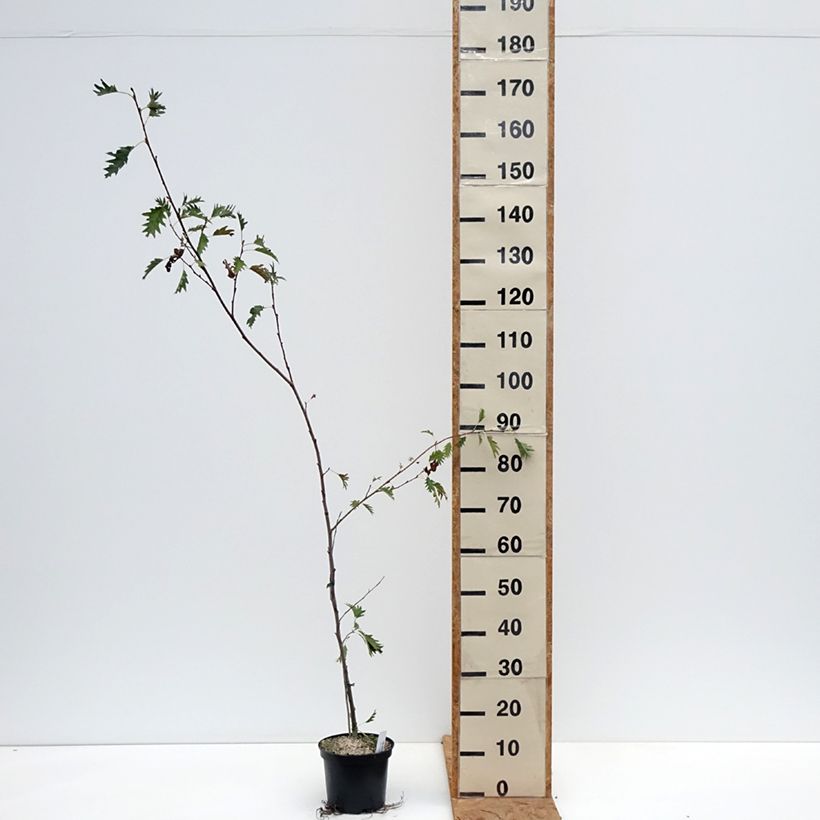 Amostra de Alnus glutinosa Laciniata Vaso de 3 L/4 L tal como entregue no outono