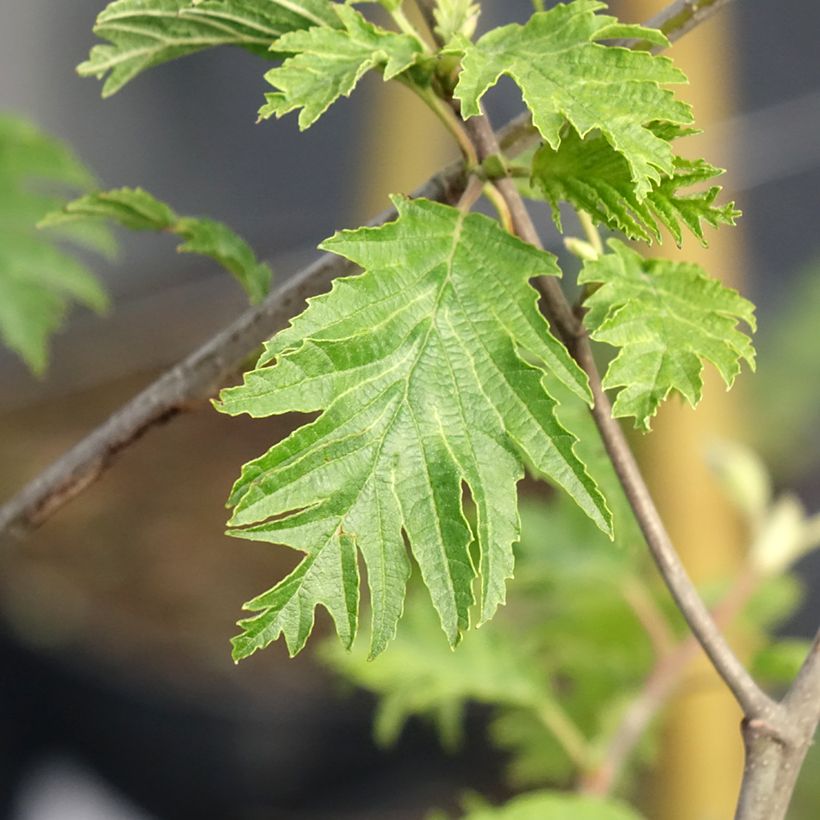 Alnus glutinosa Laciniata (Folhagem)