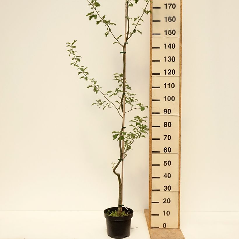 Amostra de Aulne glutineux - Alnus glutinosa Laciniata Pot de 3L/4L tal como entregue na primavera