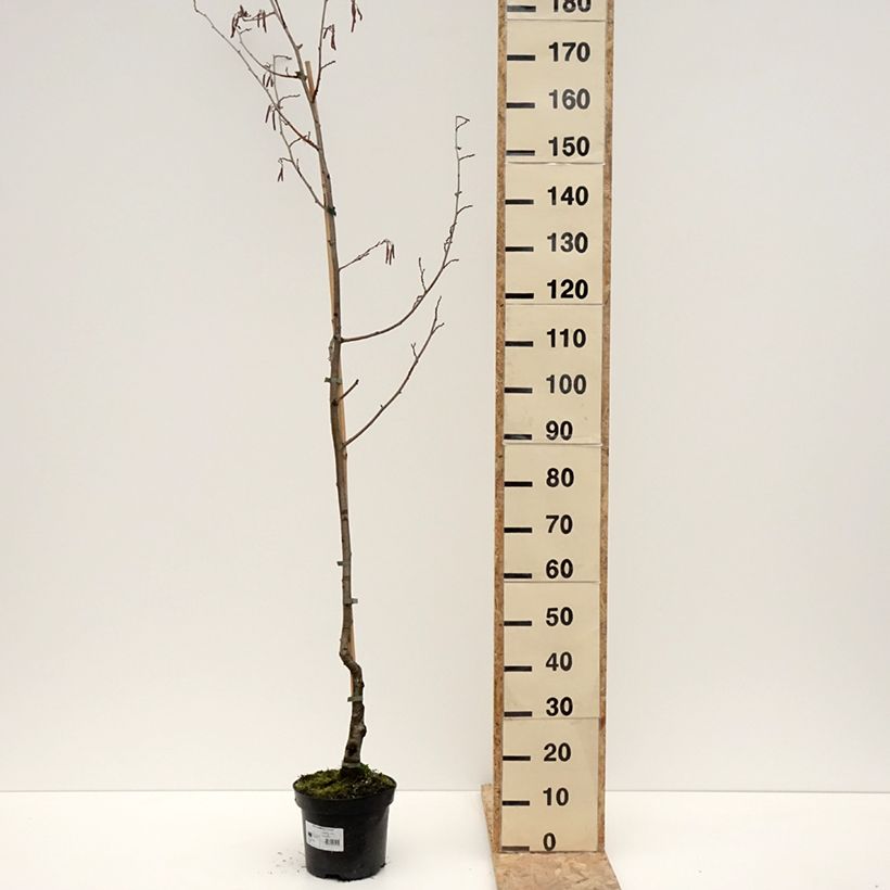Amostra de Aulne glutineux - Alnus glutinosa Luszyn Pot de 12L/15L tal como entregue no inverno