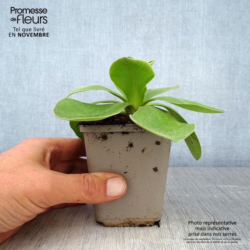 Amostra de Primula × pubescens - Aurícula Vaso de 8/9 cm tal como entregue no outono