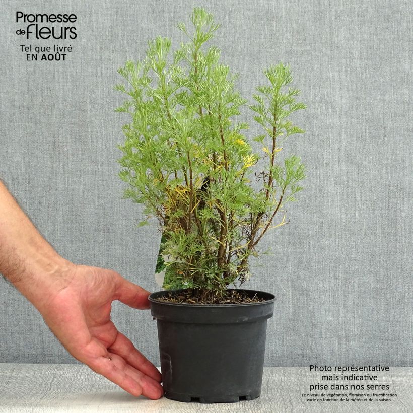 Amostra de Artemisia abrotanum Vaso de 1,5 L/2 L tal como entregue no verão