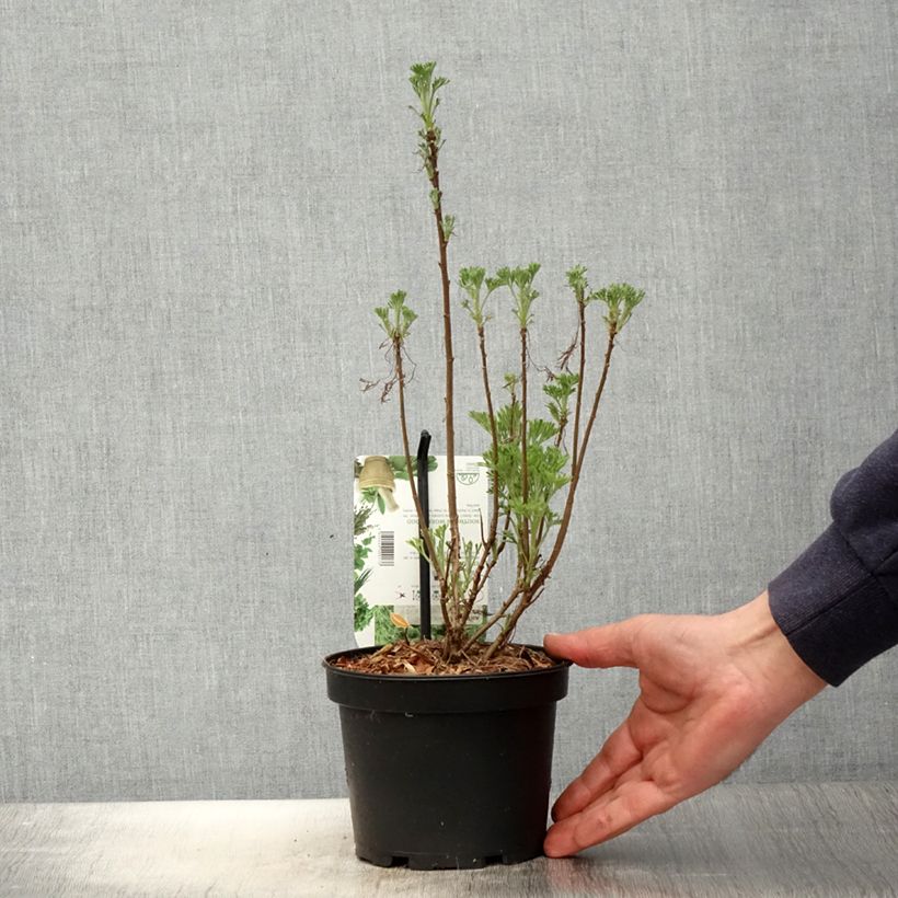 Amostra de Artemisia abrotanum Vaso de 1,5 L/2 L tal como entregue na primavera
