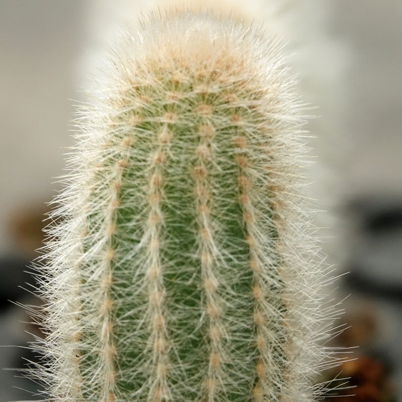 Austrocephalocereus dybowskii - Cacto (Folhagem)