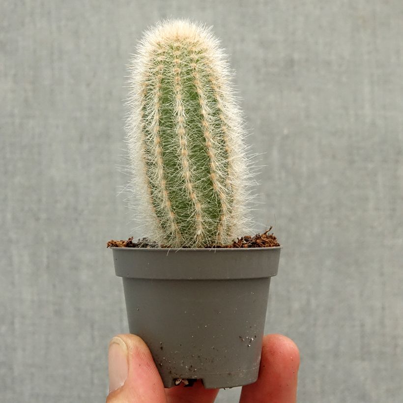 Amostra de Austrocephalocereus dybowskii - Cactus-cierge laineux Mini-plante tal como entregue na primavera