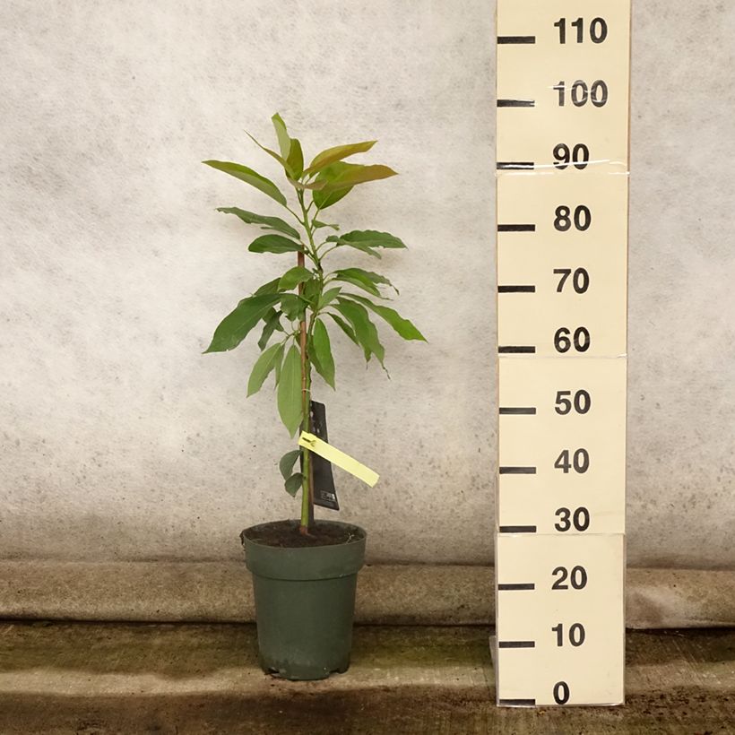 Amostra de Avocat Bacon - Avocatier - Persea americana Pot de 6L/7L tal como entregue no verão