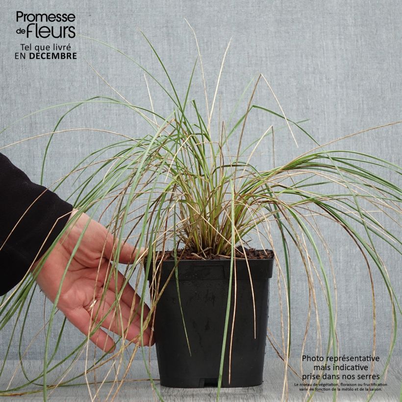 Amostra de Helictotrichon sempervirens Vaso de 2 L/3 L tal como entregue no outono