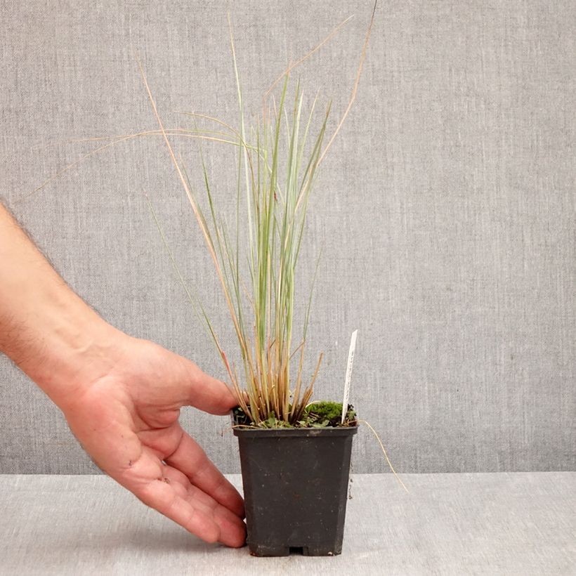 Amostra de Helictotrichon sempervirens Vaso de 8/9 cm tal como entregue no outono