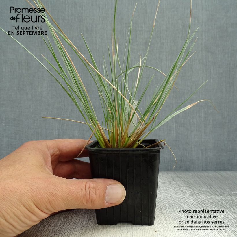 Amostra de Helictotrichon sempervirens Pendula Vaso de 8/9 cm tal como entregue no outono