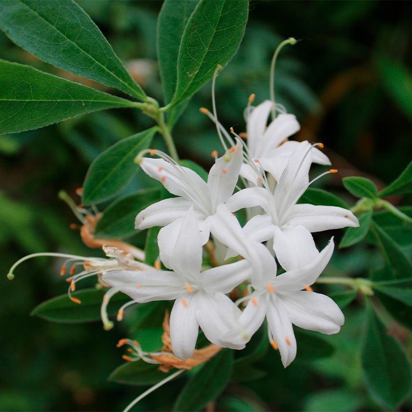 Azalea canescens (Floração)