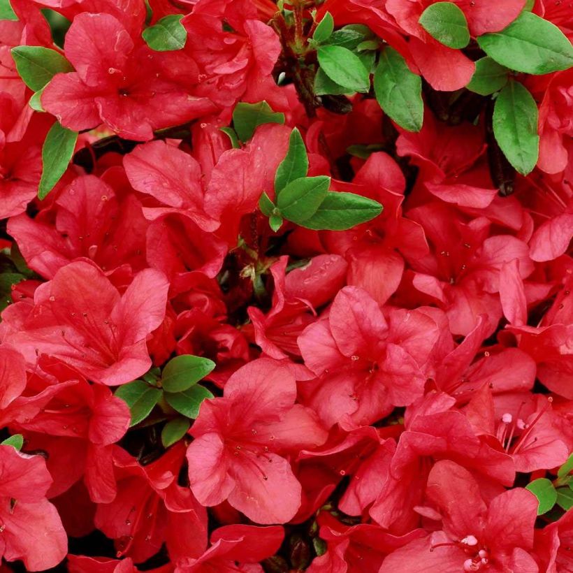 Azálea Japonesa Manuska (Floração)