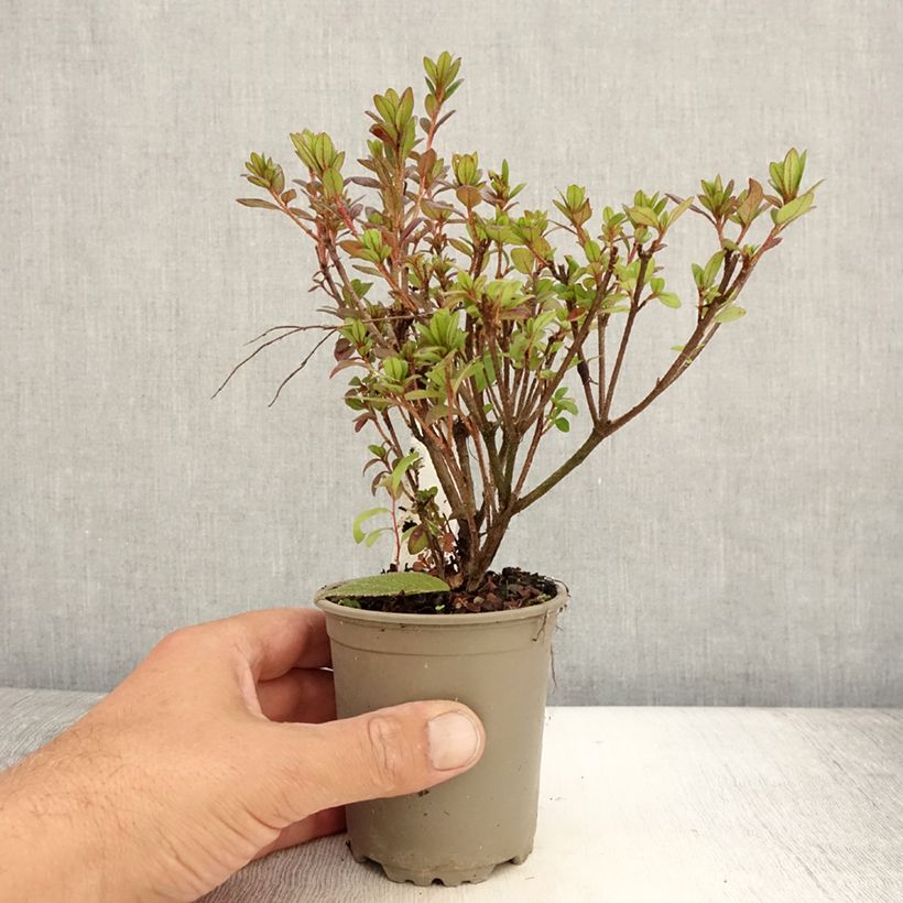Amostra de Azálea Japonesa Moederdag Vaso de 8/9 cm tal como entregue no verão