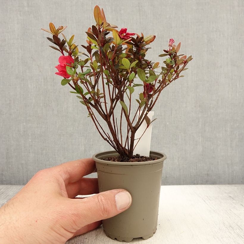 Amostra de Azálea Japonesa Moederdag Vaso de 8/9 cm tal como entregue na primavera