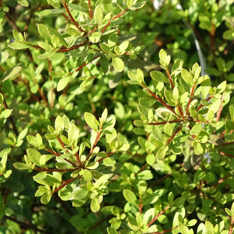 Rhododendron serpyllifolium (Folhagem)