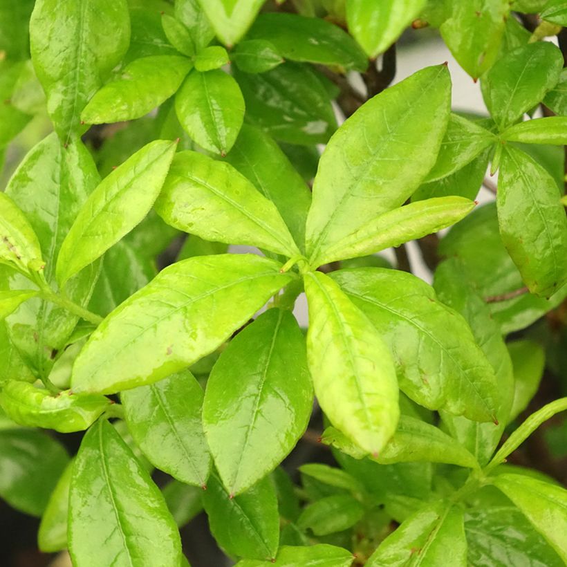 Azálea Mollis Satan (Folhagem)