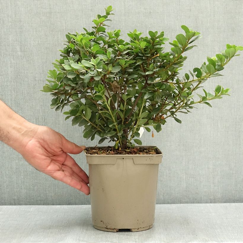 Amostra de Azálea Clotilde Vaso de 3 L/4 L tal como entregue no verão