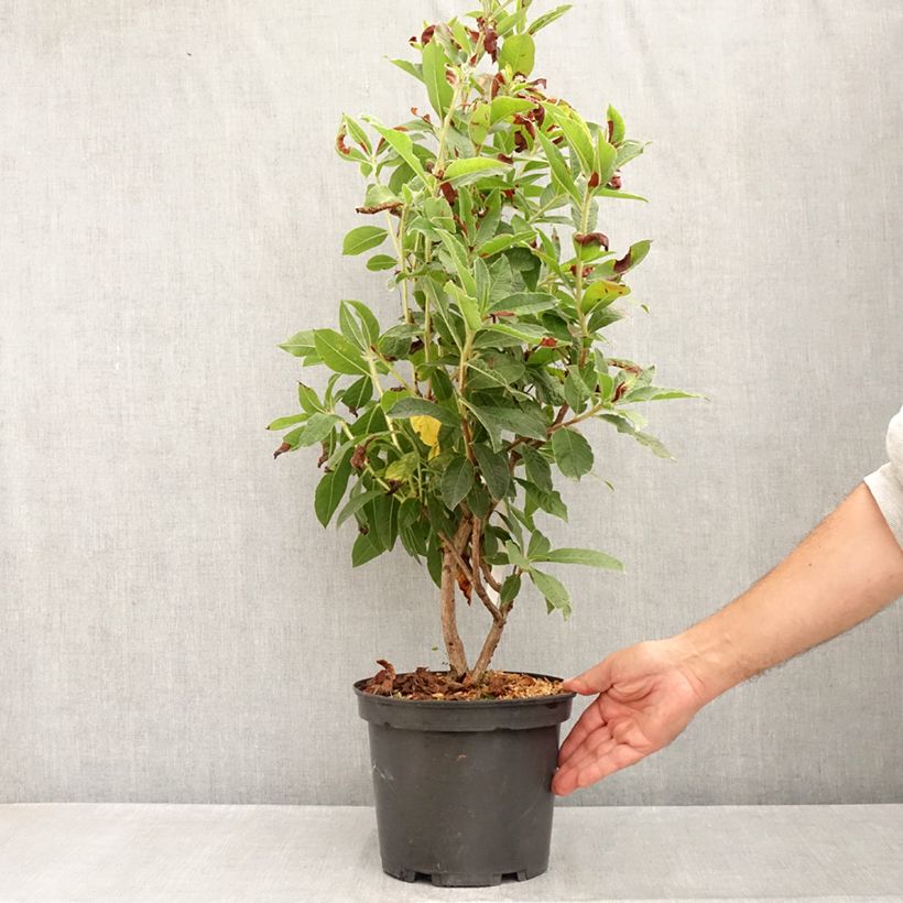 Amostra de Azálea Mollis Arneson Gem Vaso de 4 L/5 L tal como entregue no verão