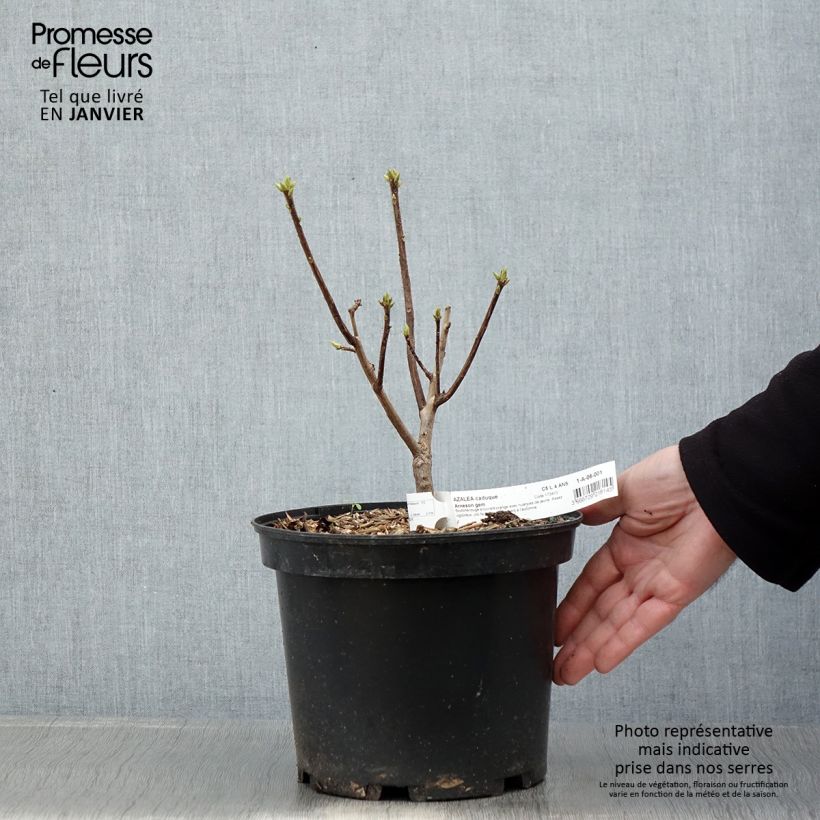 Amostra de Azálea Mollis Arneson Gem Vaso de 4 L/5 L tal como entregue no inverno