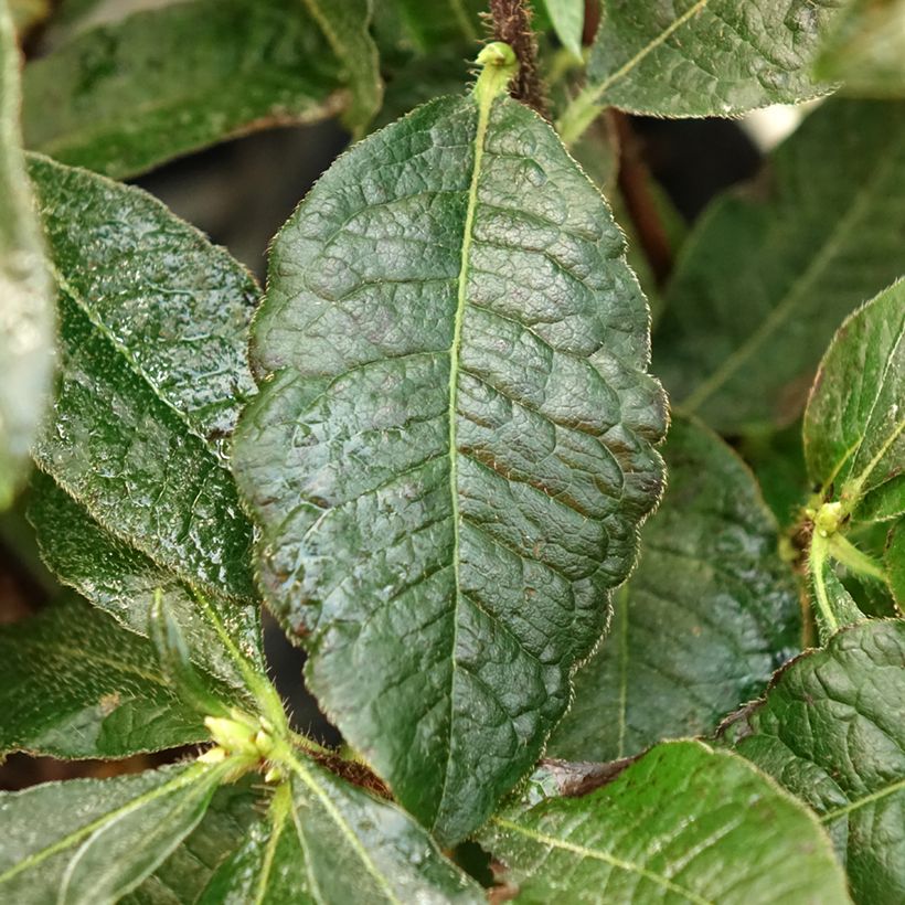 Azálea Mollis Arneson Gem (Folhagem)